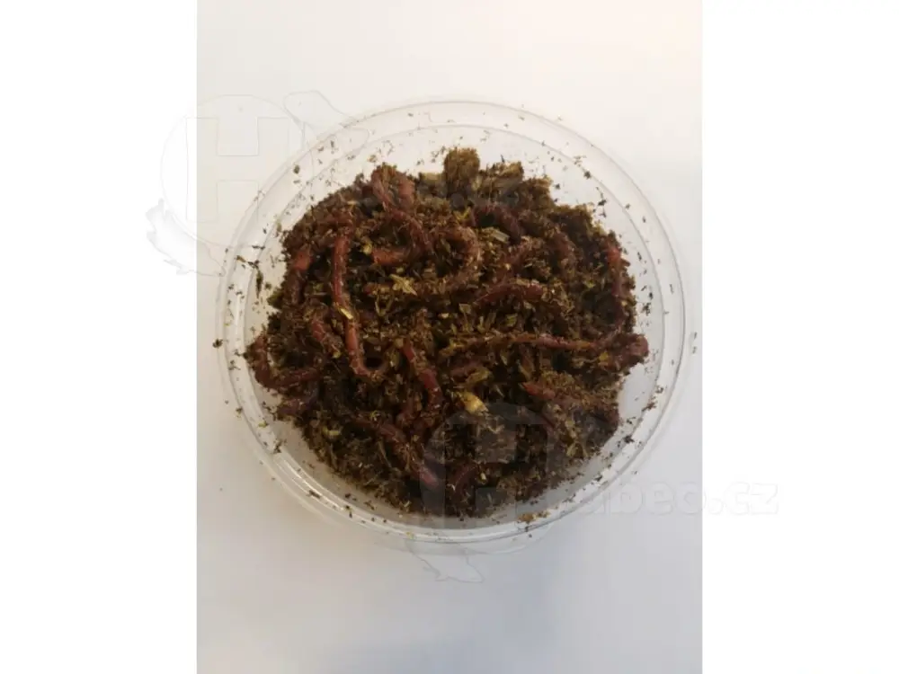 Živá nástraha - Hnojní žížala 30 ks Finální Výprodej