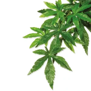 Nejprodávanější Dekorace Exo Terra Rostlina textil Abuliton střední