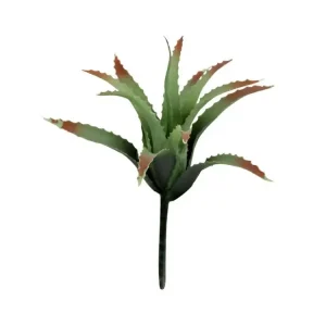Expresní Doručení Lucky Reptile-Sukulenty Tillandsia, cca 17 cm bez základny
