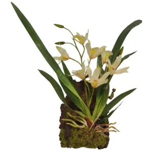 Lucky Reptile Jungle Plants kvetoucí Závěsná orchidej - bílá cca 20x30 cm Ověřený