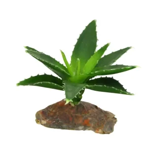Levný Lucky Reptile-Sukulenty Agave malé, cca 10 cm