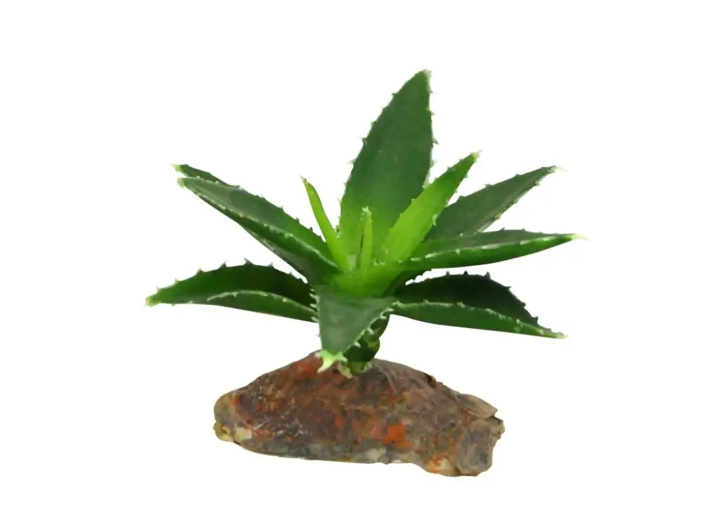 Levný Lucky Reptile-Sukulenty Agave malé, cca 10 cm