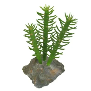 Lucky Reptile-Sukulenty Cactus 3x, cca 15 cm Značkový