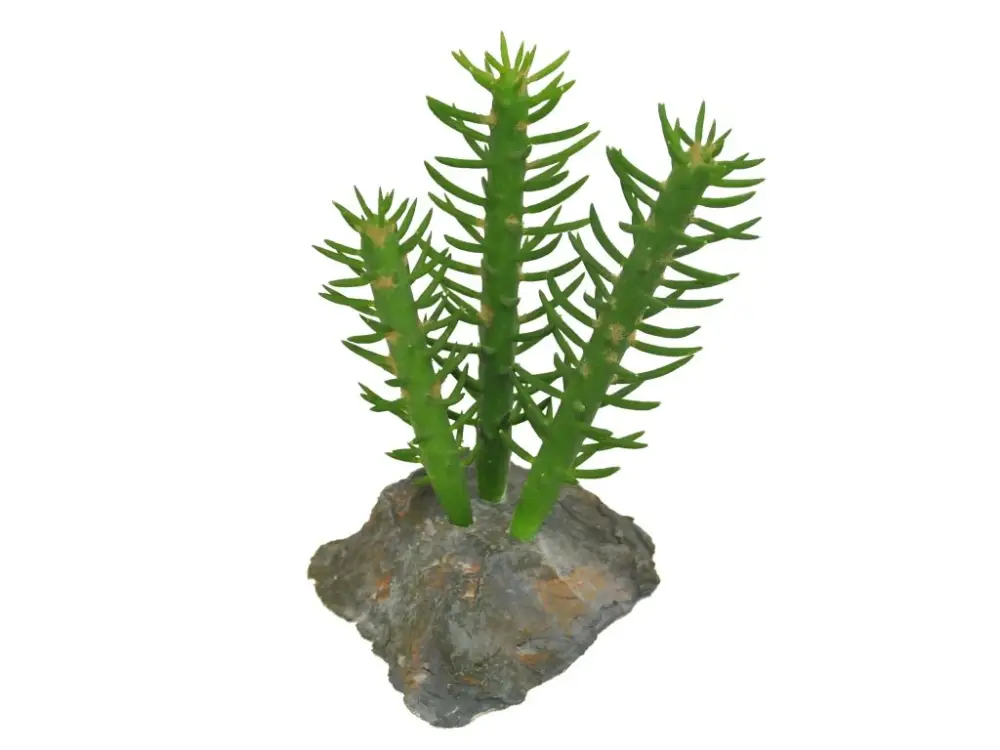 Lucky Reptile-Sukulenty Cactus 3x, cca 15 cm Značkový