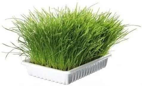 Akční Cena TRIXIE Tráva Cat v misce 100 g