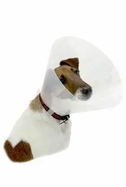 Kup Teď Límec ochranný BUSTER plastový Clic Collar 30cm